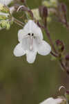 Manyflower beardtongue